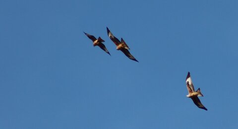 Milan Royal, Rapaces 058