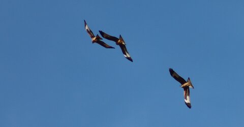 Milan Royal, Rapaces 059