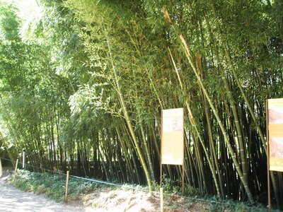 La bambouseraie - Anduze, P8290063