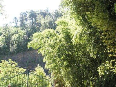 La bambouseraie - Anduze, P8290064