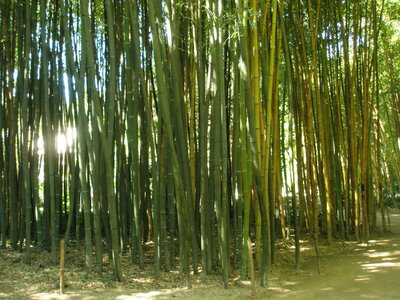La bambouseraie - Anduze, P8290070