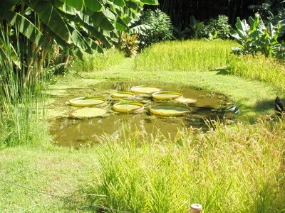 La bambouseraie - Anduze, P8290081