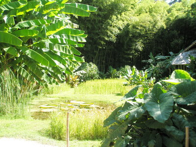 La bambouseraie - Anduze, P8290082