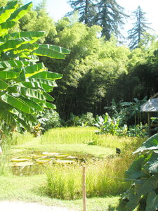 La bambouseraie - Anduze, P8290083