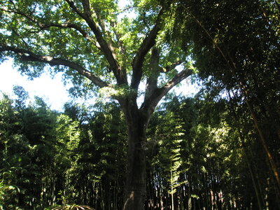 La bambouseraie - Anduze, P8290090