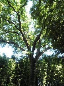 La bambouseraie - Anduze, P8290091