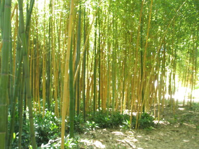 La bambouseraie - Anduze, P8290095