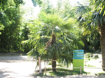 La bambouseraie - Anduze, P8290104