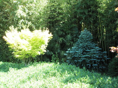 La bambouseraie - Anduze, P8290107