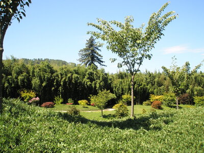 La bambouseraie - Anduze, P8290109