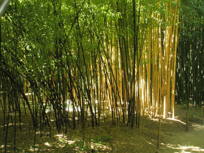 La bambouseraie - Anduze, P8290121