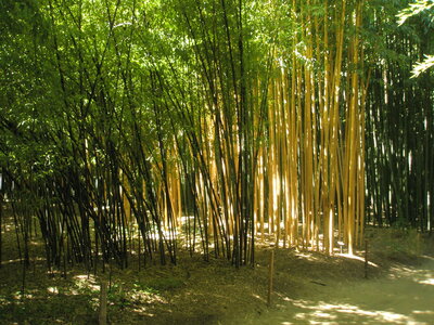 La bambouseraie - Anduze, P8290122