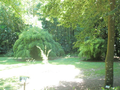 La bambouseraie - Anduze, P8290132