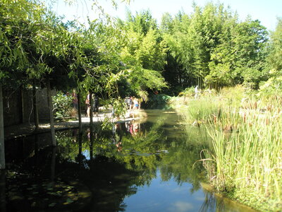 La bambouseraie - Anduze, P8290138