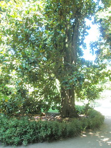 La bambouseraie - Anduze, P8290133