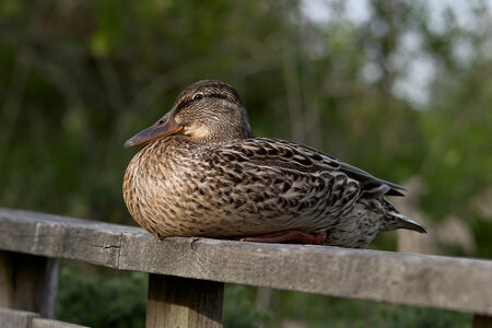Fabien Magigue 2022, Parc ornithologique du Teich
