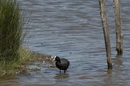 Fabien Magigue 2022, Parc ornithologique du Teich
