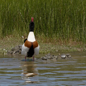 Fabien Magigue 2022, Parc ornithologique du Teich