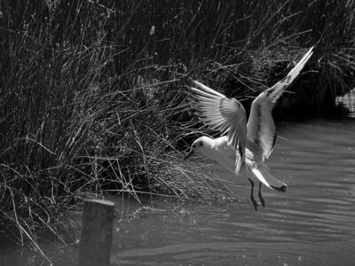 Fabien Magigue 2022, Parc ornithologique du Teich