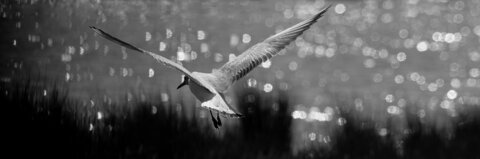 Fabien Magigue 2022, Parc ornithologique du Teich