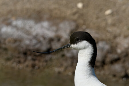 Fabien Magigue 2022, Parc ornithologique du Teich