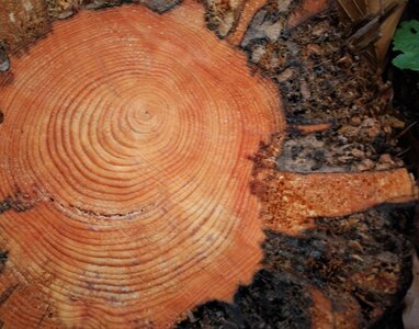 Entrepierre-Tour du lac de Roaffan le 10 novembre 2022, DSC_0079