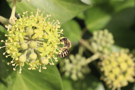 Apoidea, Colletes hederae_IMG_7488_Sainte Lizaigne-Jardin-36_DR