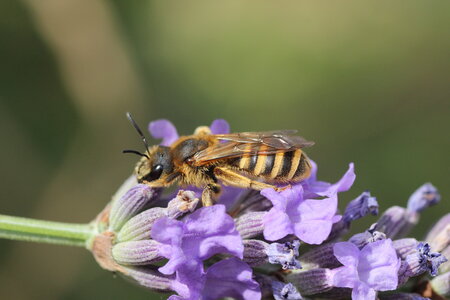 Apoidea, Halictus scabiosae-femelle_IMG_2321_Sainte Lizaigne-Jardin-36_DR