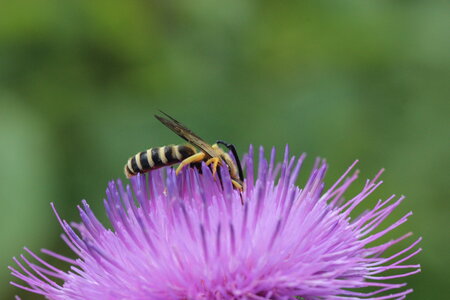 Apoidea, Halictus scabiosae-mâle_IMG_2126_Cesson Sévigné_DR