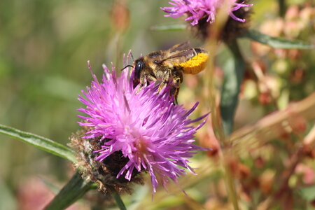 Apoidea, Megachile_maritima_IMG_1783_Cesson Sévigné_DR