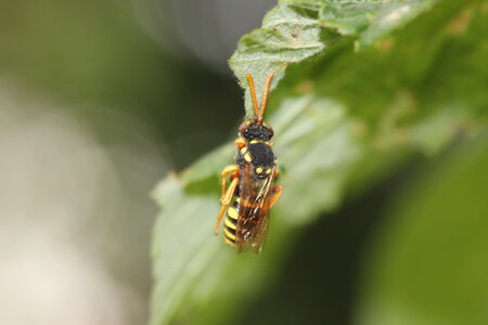 Apoidea, Nomada goodeniana_IMG_6224_Thorigné Fouillard-35_DR