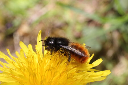 Apoidea, Osmia cornuta_IMG_0409_Thorigné Fouillard-35_DR