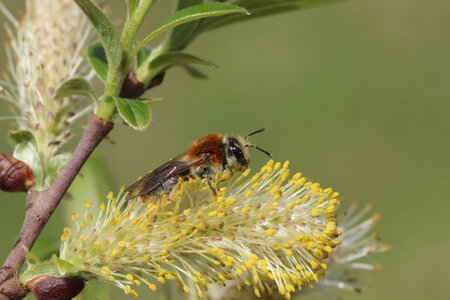 Apoidea, Andrena_haemorrhoa_IMG_3790_Cesson Sévigné-35_DR