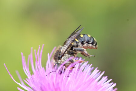 Apoidea, Anthidium septemspinosum-femelle_IMG_6270_Thorigné Fouillard-35_DR