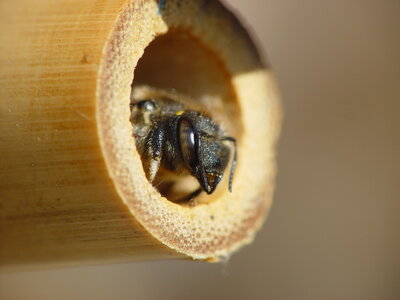 Apoidea, Anthidium septemspinosum-tige bambou-femelle_DSC07689_Thorigné Fouillard-35_DR