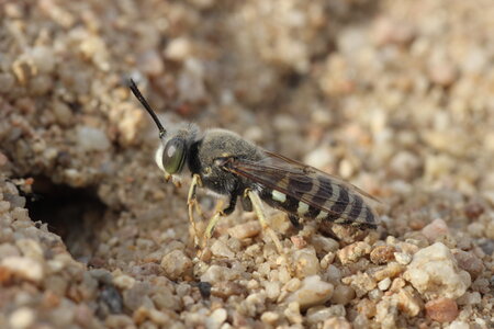 Apoidea, Bembix rostrata_IMG_2347_Sainte Lizaigne-36_DR