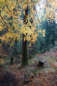 2022-11-24 au 26 3eme rencontre foncier forestier à Brassac (Tarn), DSC08944 © RAF - Maëlle Valfort