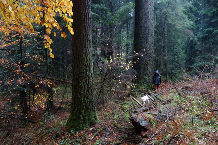 2022-11-24 au 26 3eme rencontre foncier forestier à Brassac (Tarn), DSC08954 © RAF - Maëlle Valfort