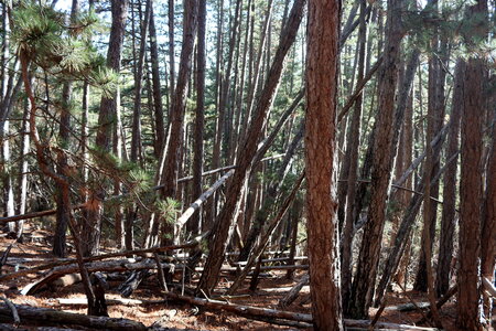 Gorges du Riou et Crête de Revuaire, Boucle de Revuaire 037