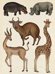Pag Bestiaire et Végétal, Katie Scott Afrique