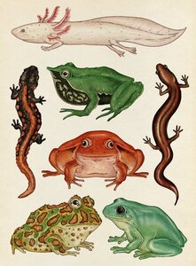 Pag Bestiaire et Végétal, Katie Scott grenouilles