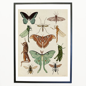 Pag Bestiaire et Végétal, Katie Scott insectes