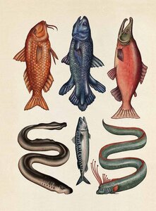 Pag Bestiaire et Végétal, Katie Scott poissons