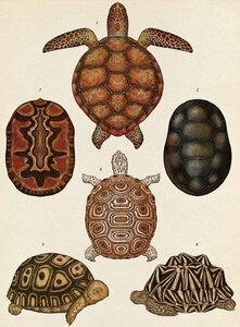 Pag Bestiaire et Végétal, Katie Scott tortues