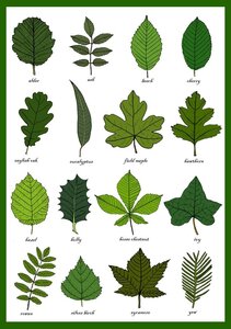 Pag Bestiaire et Végétal, Feuilles d’arbres