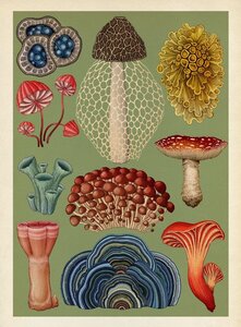 Pag Bestiaire et Végétal, Katie Scott champignons