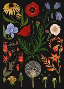 Pag Bestiaire et Végétal, Katie Scott fleurs sauvages