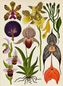 Pag Bestiaire et Végétal, Katie Scott orchidées