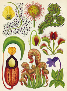 Pag Bestiaire et Végétal, Katie Scott plantes carnivores