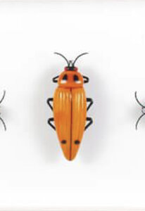 Pag Bestiaire et Végétal, IMG_1861